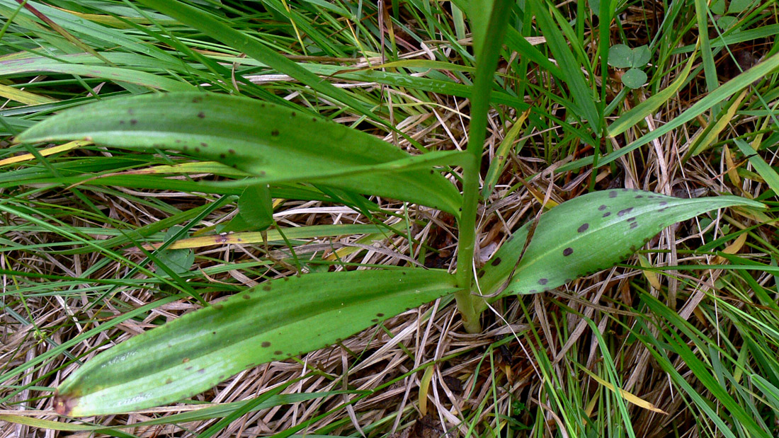 Image of Dactylorhiza fuchsii specimen.