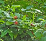 Calycanthus floridus разновидность glaucus. Ветвь цветущего растения (сорт 'Luslawice'). Польша, г. Рогов, арборетум, в культуре. 29.05.2018.