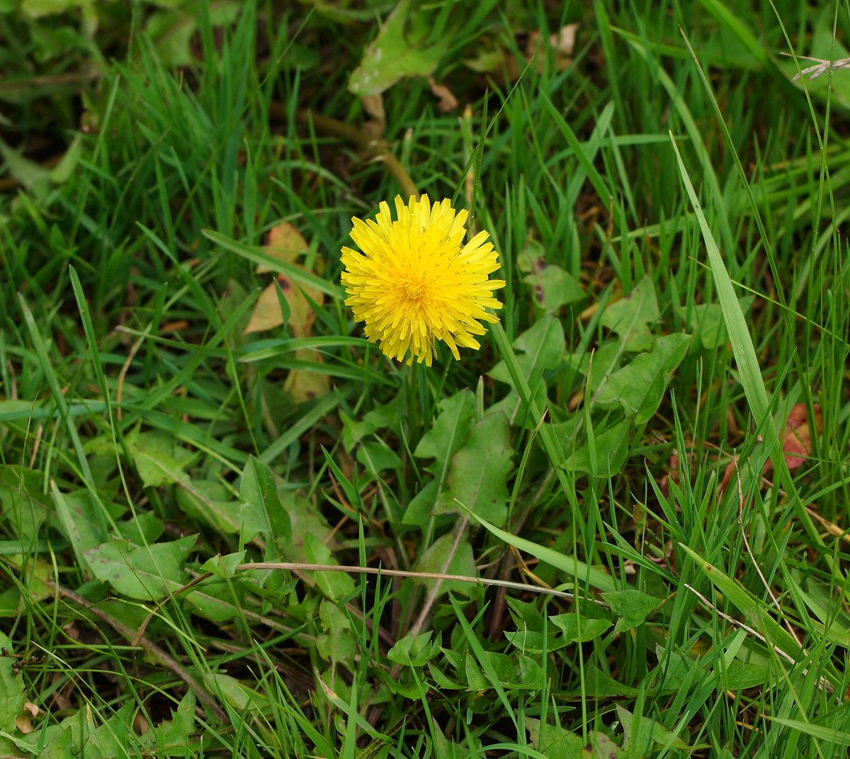 Изображение особи Taraxacum officinale.