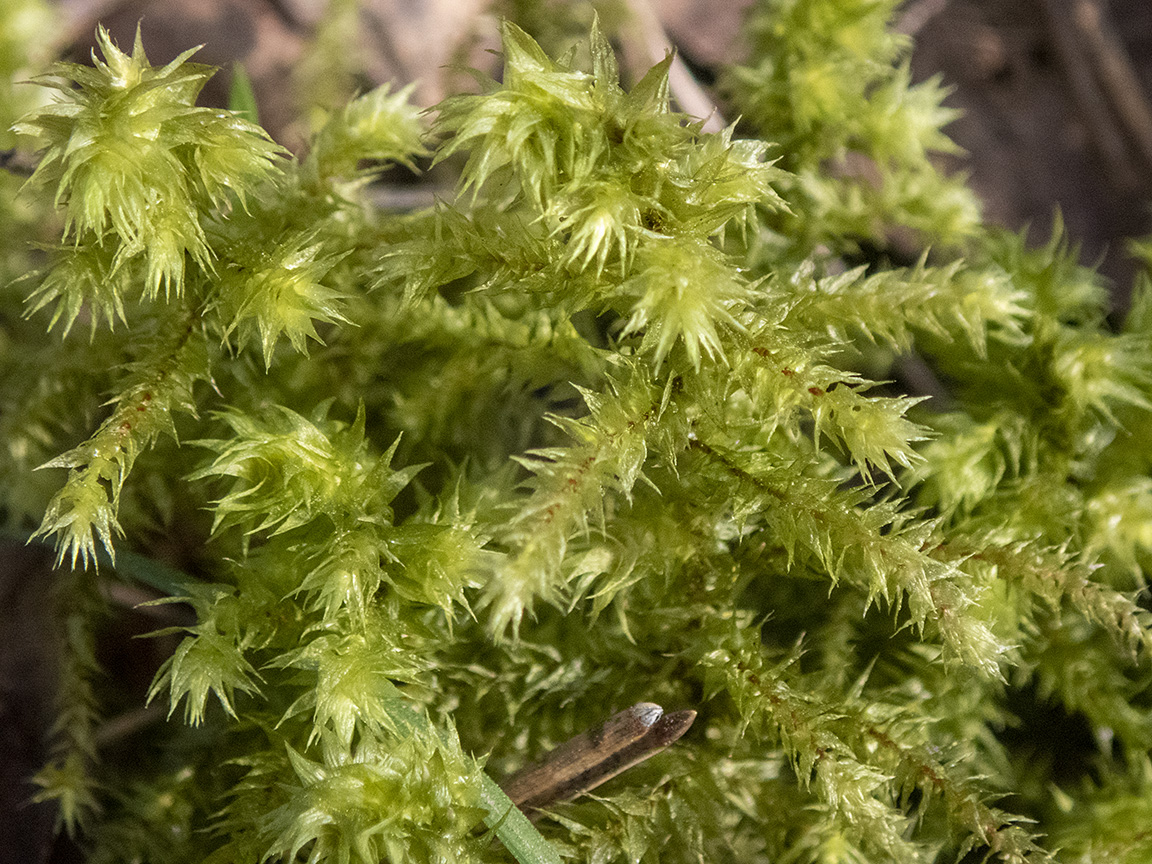 Image of Rhytidiadelphus triquetrus specimen.