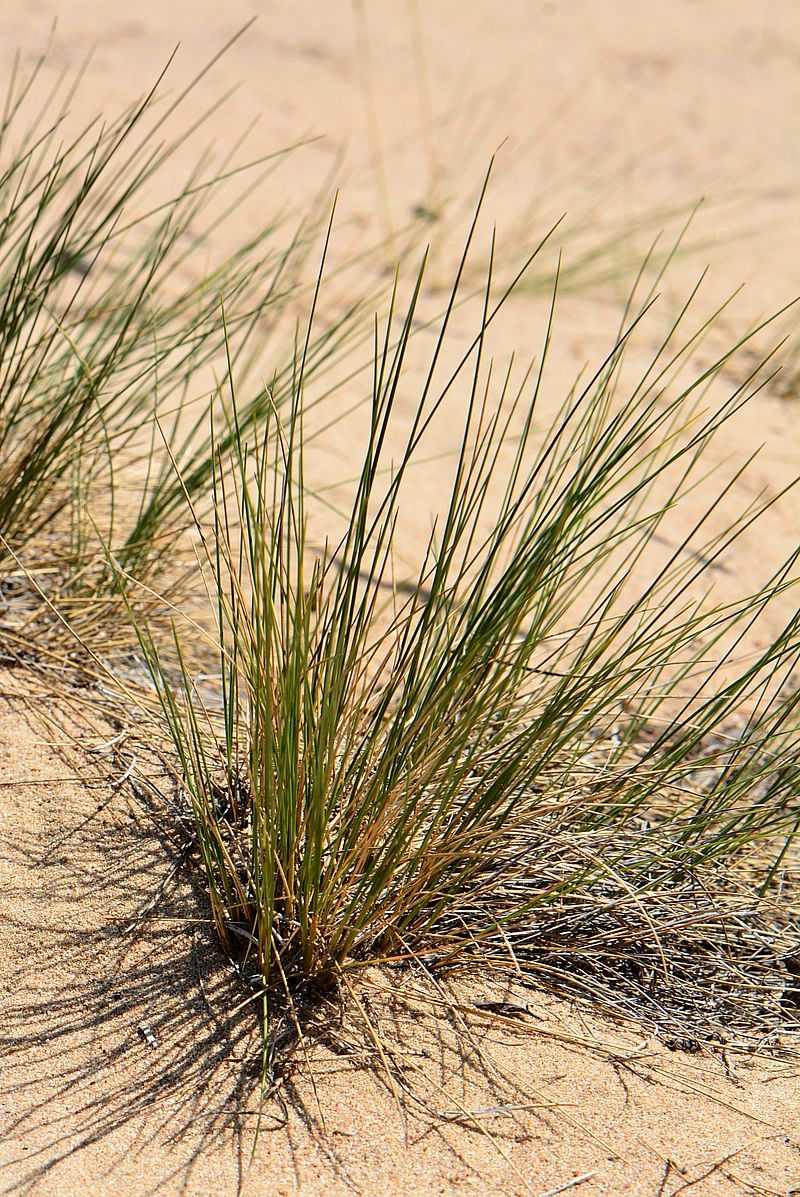 Изображение особи Festuca sabulosa.