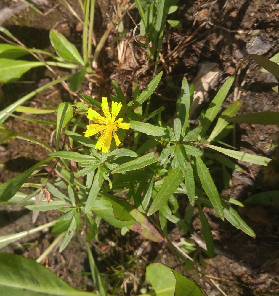 Image of Hieracium umbellatum specimen.