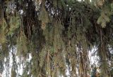 Picea abies. Свисающие ветви второго порядка. Ульяновск, Заволжский р-н, уличное насаждение. 13.10.2020.