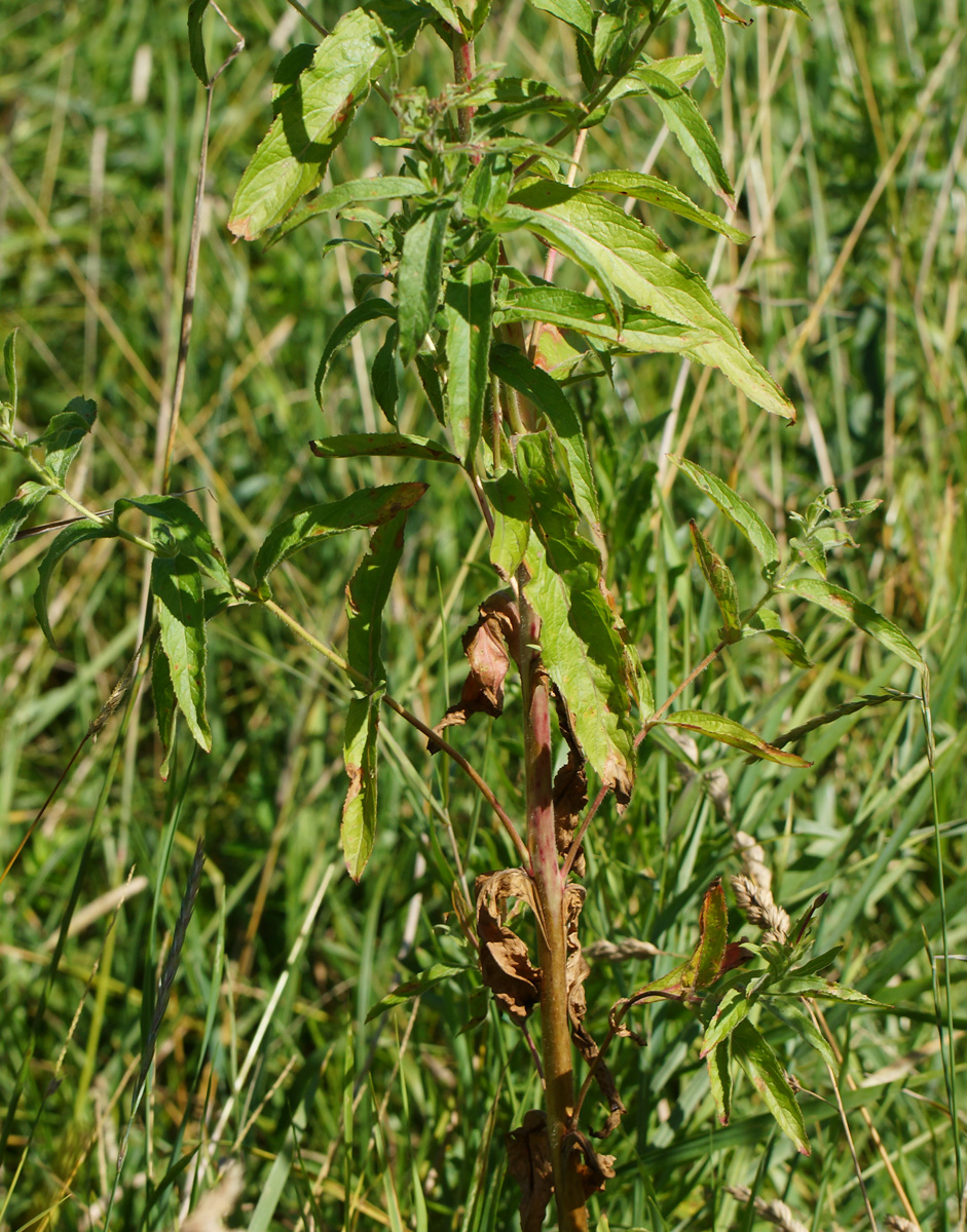 Изображение особи Epilobium hirsutum.