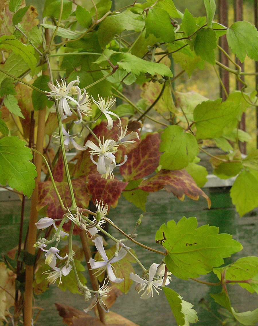 Изображение особи Clematis &times; jouiniana.