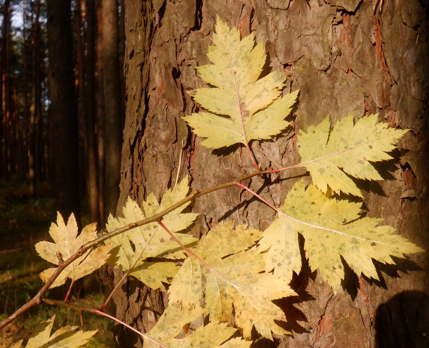 Image of genus Crataegus specimen.