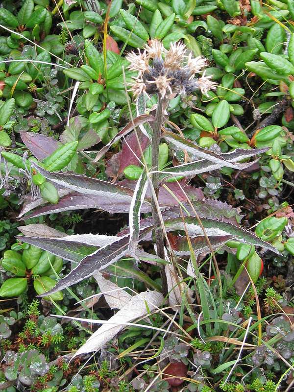 Image of Saussurea pseudotilesii specimen.