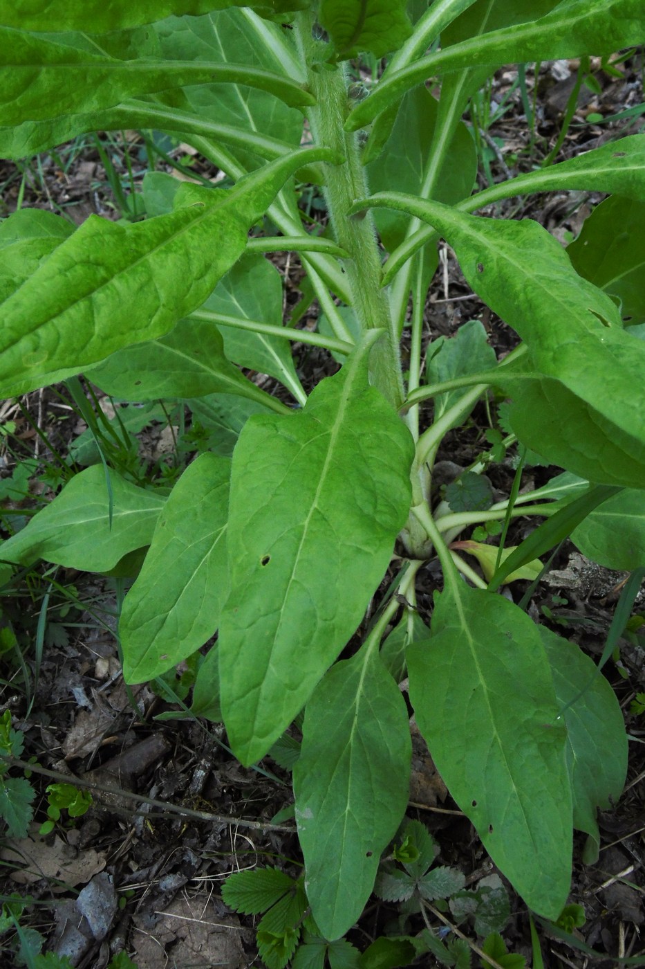 Изображение особи Solenanthus biebersteinii.