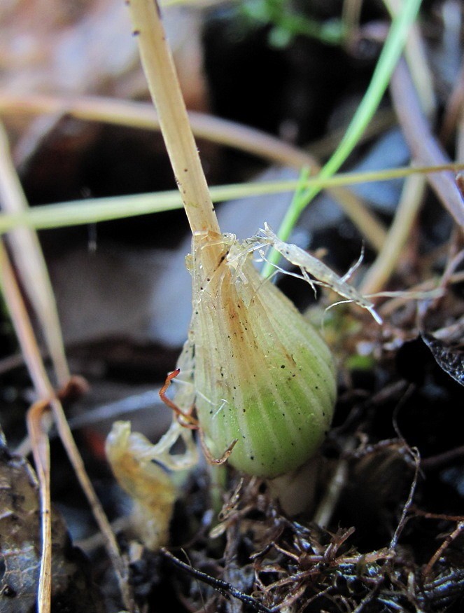 Image of Malaxis monophyllos specimen.