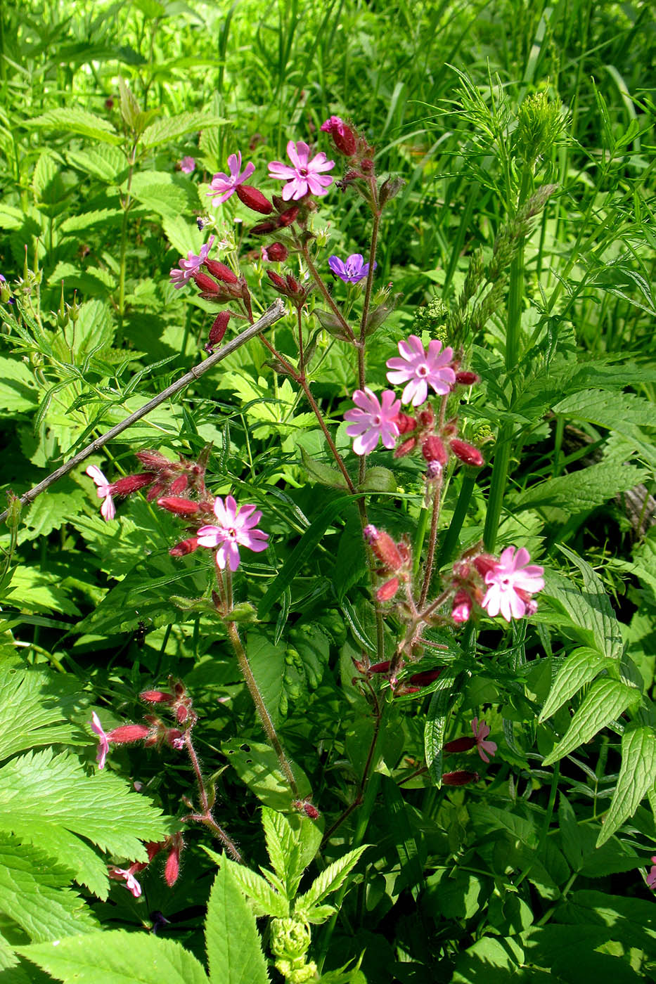 Image of Melandrium dioicum specimen.