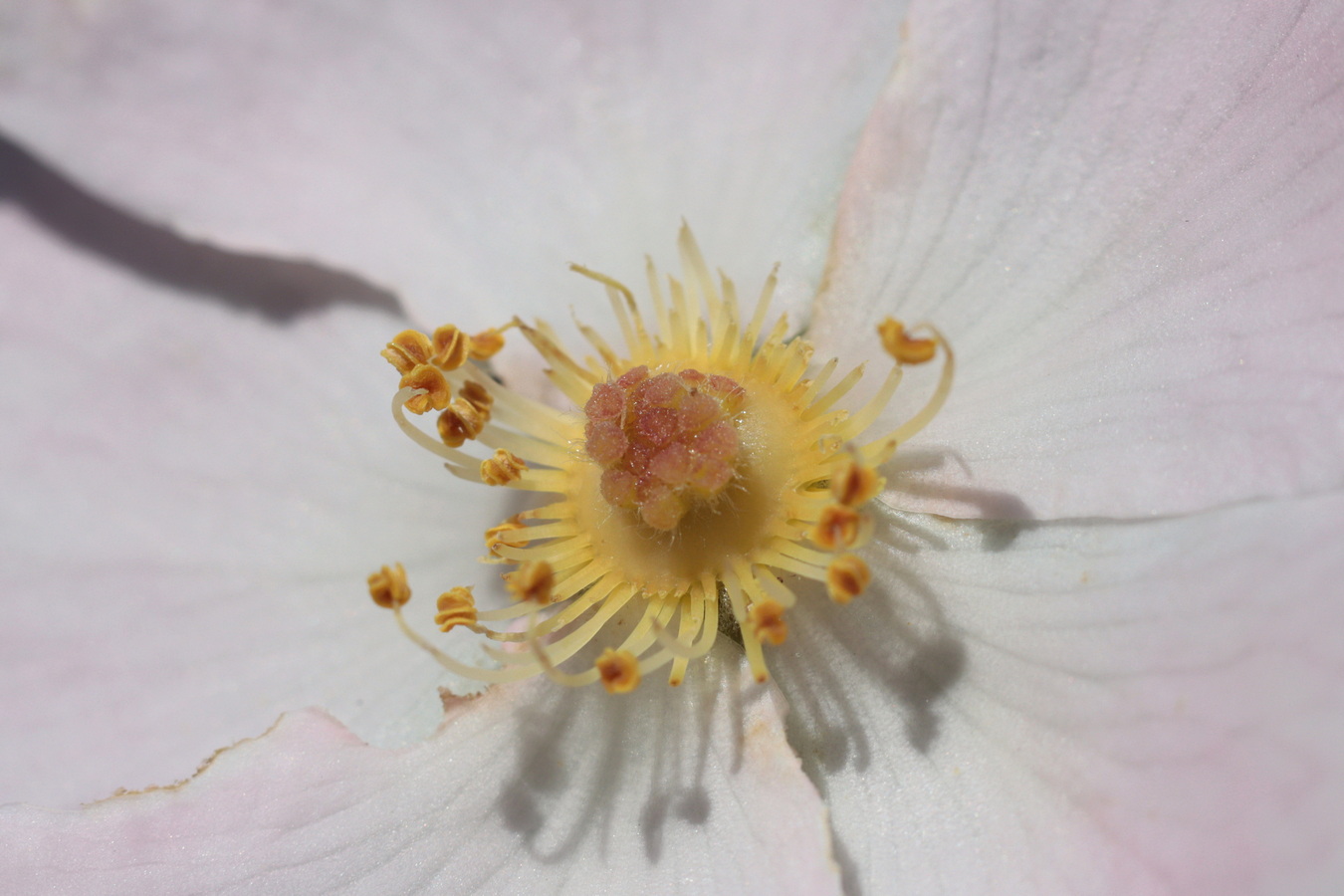 Image of Rosa pygmaea specimen.