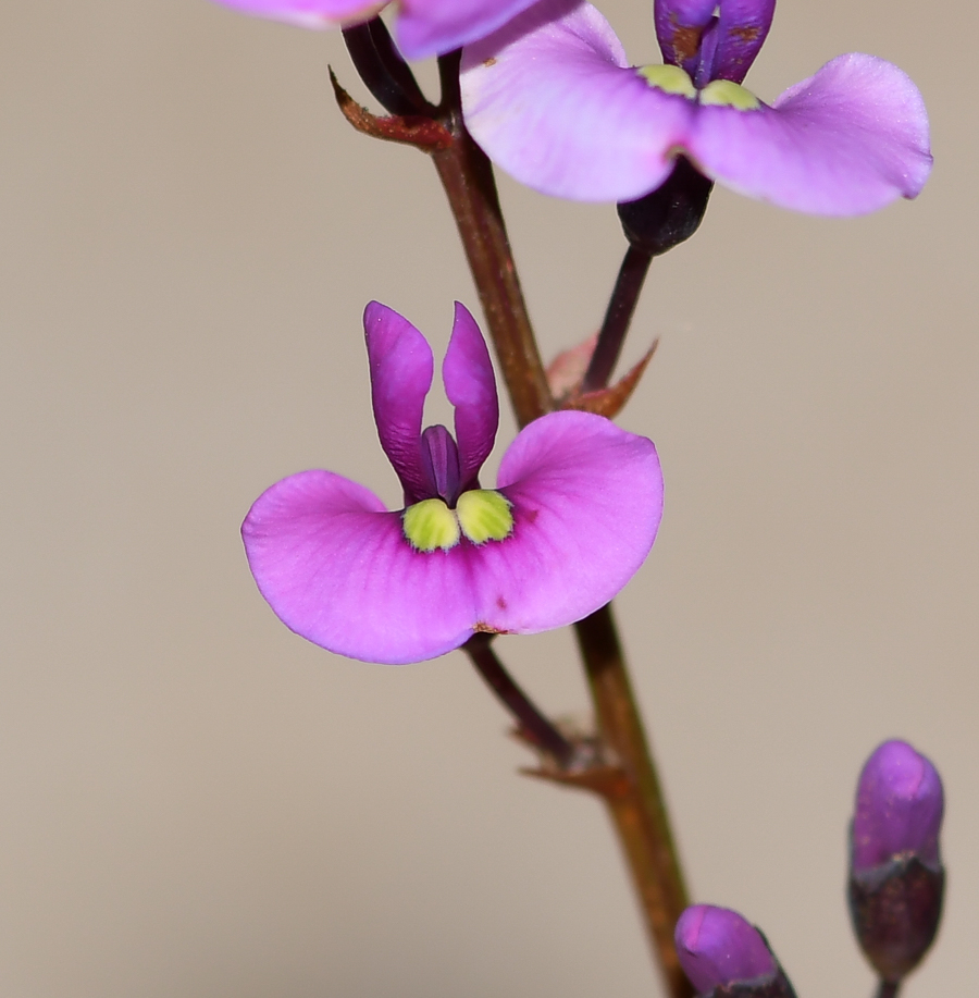 Image of Hardenbergia violacea specimen.