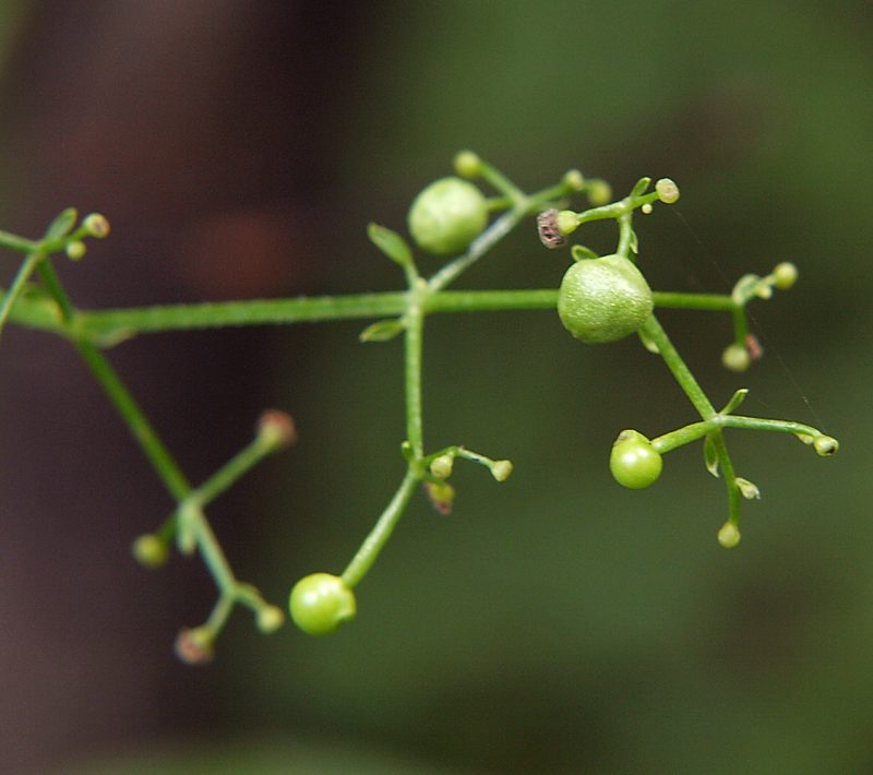 Image of Rubia cordifolia specimen.