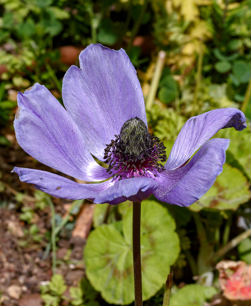 Image of Anemone coronaria specimen.