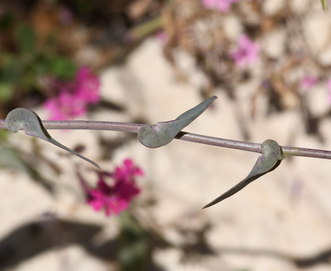 Image of Moricandia moricandioides specimen.