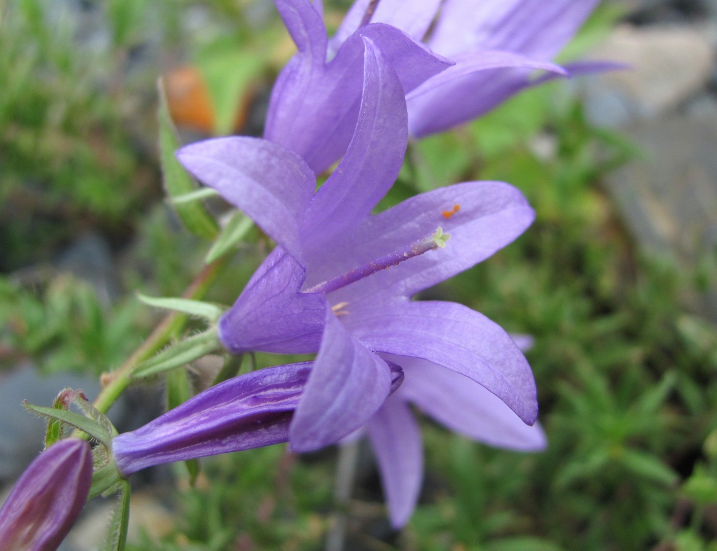 Изображение особи род Campanula.