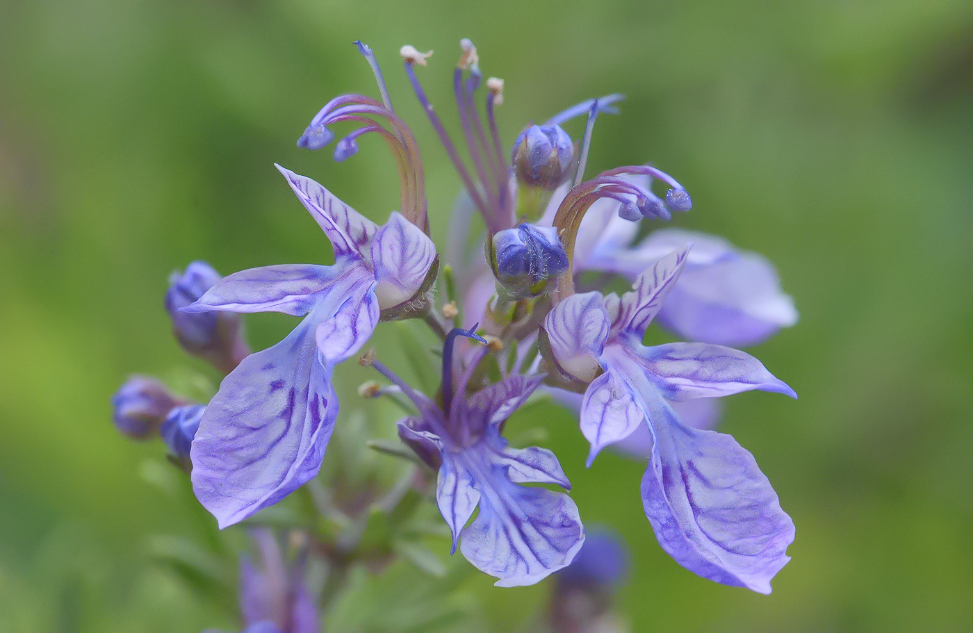 Изображение особи Teucrium orientale.