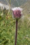 Erigeron uniflorus. Верхушка побега с соцветием. Кабардино-Балкария, Черекский р-н, Кабардино-Балкарский высокогорный заповедник, Мижиргийское ущелье, ≈ 2500 м н.у.м., отложенная боковая морена, альпийский луг. 16.08.2021.