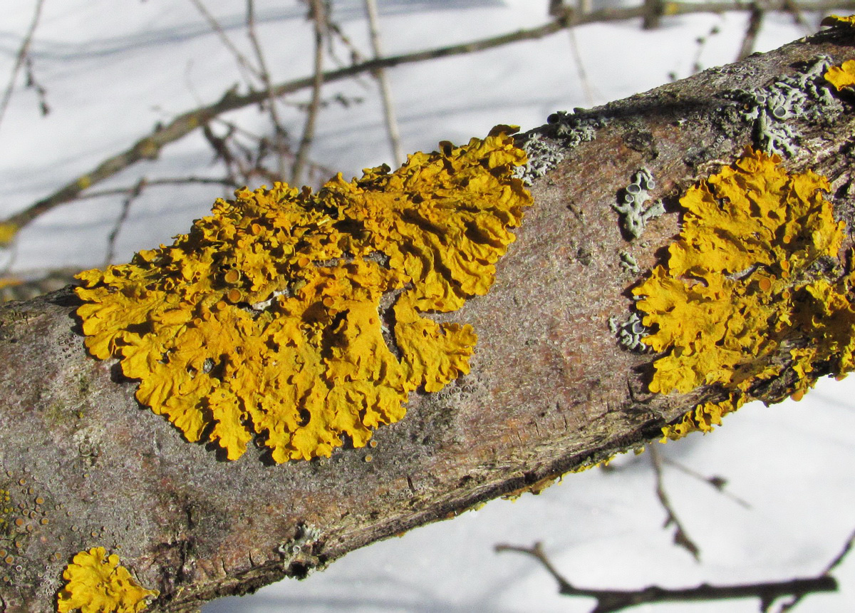 Image of Xanthoria parietina specimen.