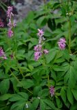 Corydalis multiflora. Верхушки побегов с соцветиями. Хабаровский край, р-н им. Полины Осипенко, долина р. Гремячий Лог, каменистый берег реки. 19.07.2021.