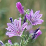 Malva sylvestris. Соцветие с цветками в разной степени развития. Краснодарский край, м/о город-герой Новороссийск, водосборная зона Суджукской лагуны, территория дендропарка НПИ КубГТУ, разнотравно-злаковый луг. 15.06.2022.