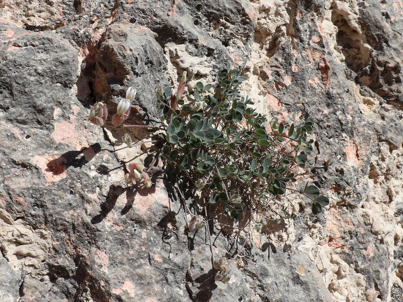 Image of Astragalus abolinii specimen.