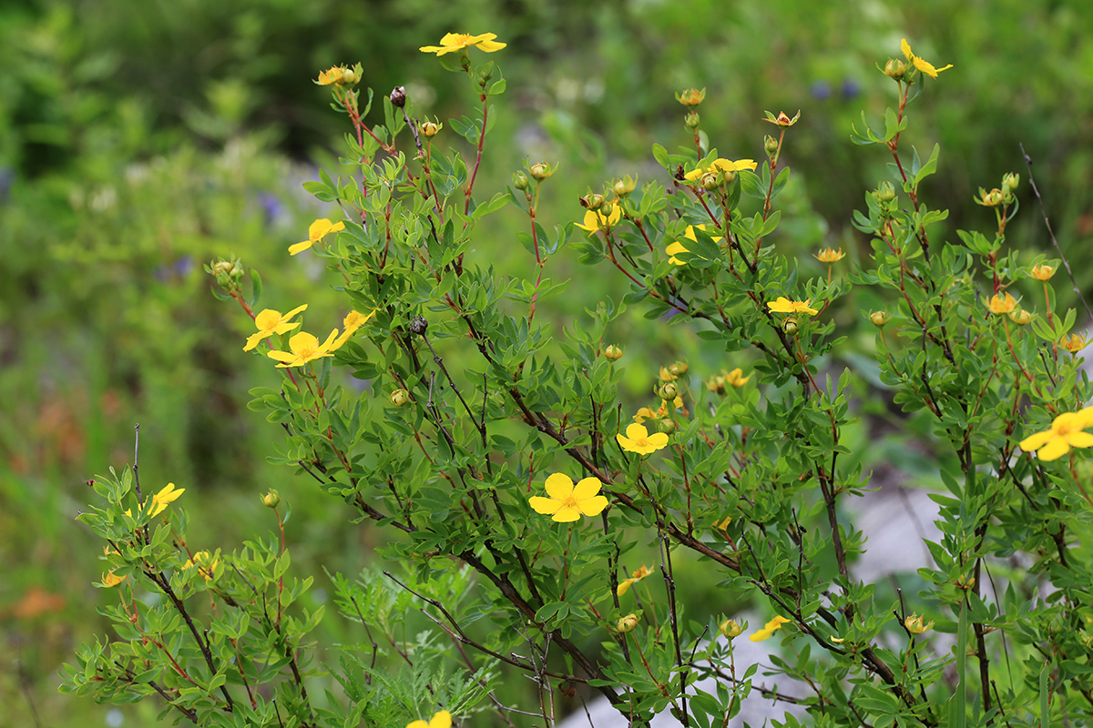 Image of Dasiphora flava specimen.