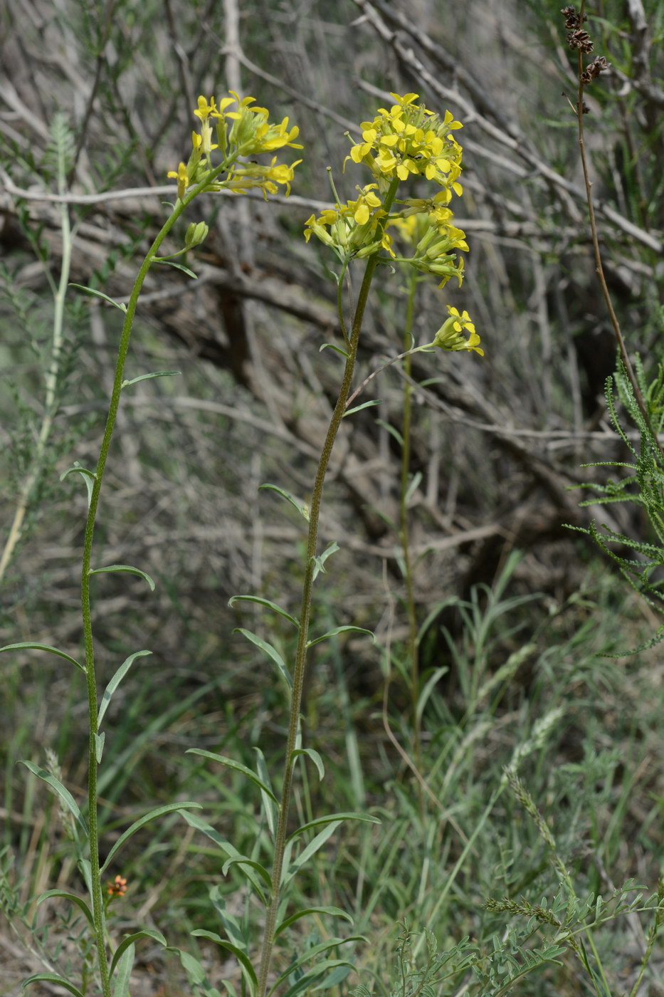 Image of Erysimum canescens specimen.