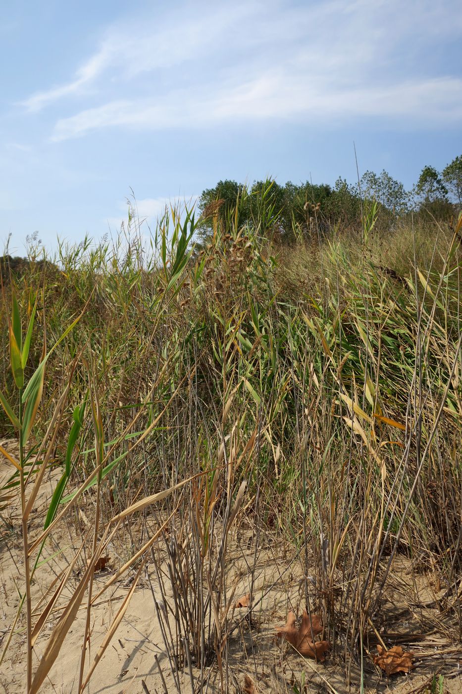 Image of genus Phragmites specimen.