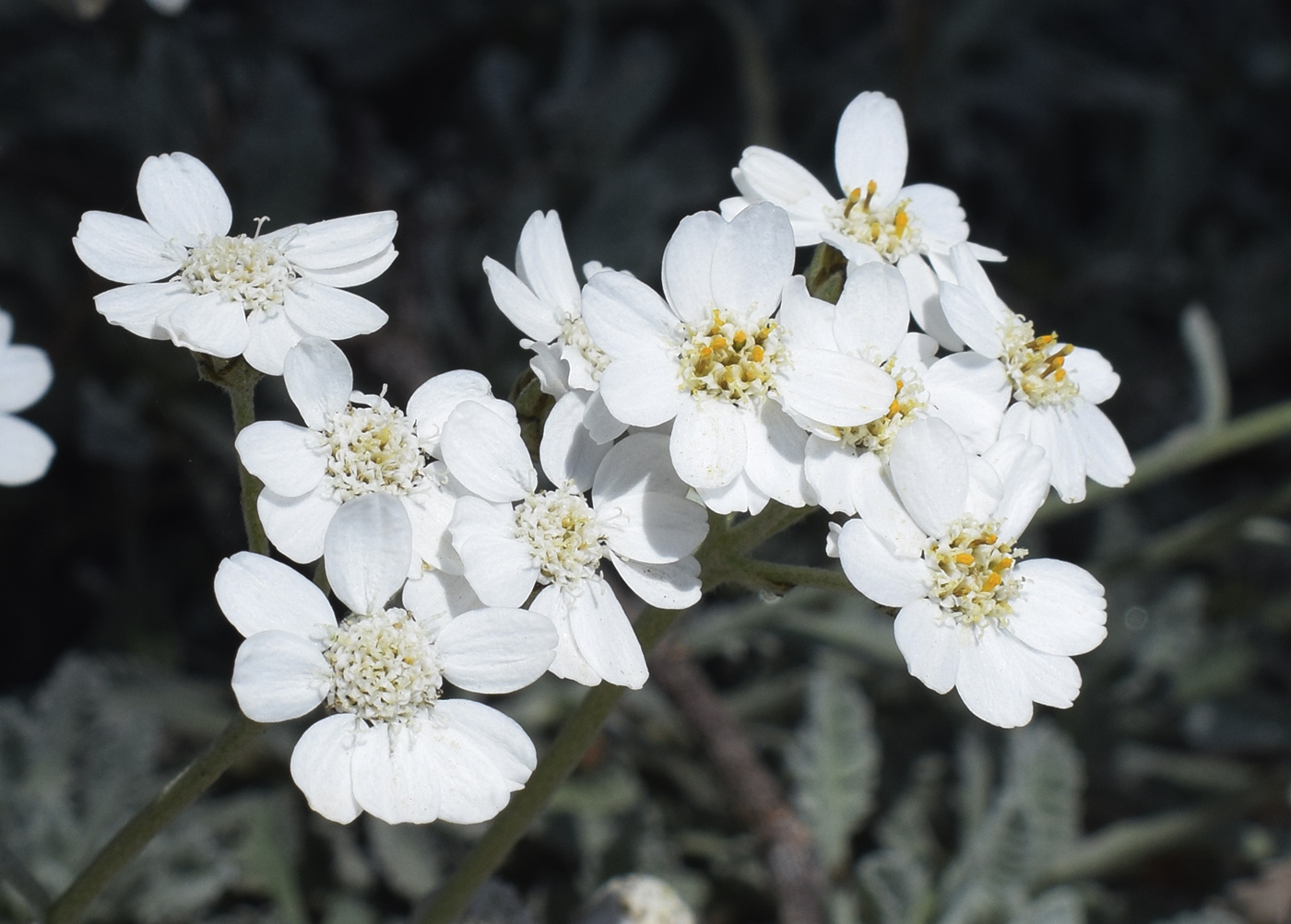 Изображение особи Achillea umbellata.