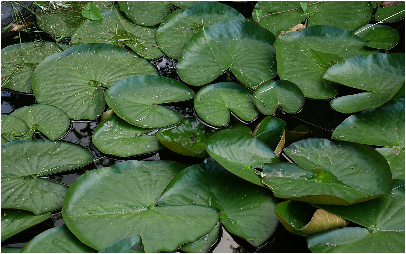 Изображение особи Nymphaea candida.