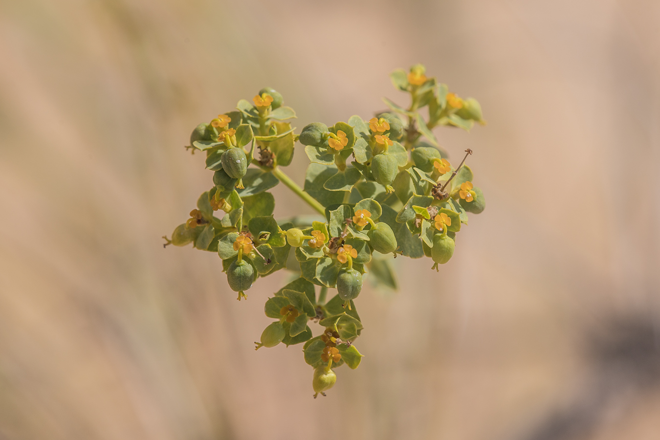 Изображение особи Euphorbia seguieriana.