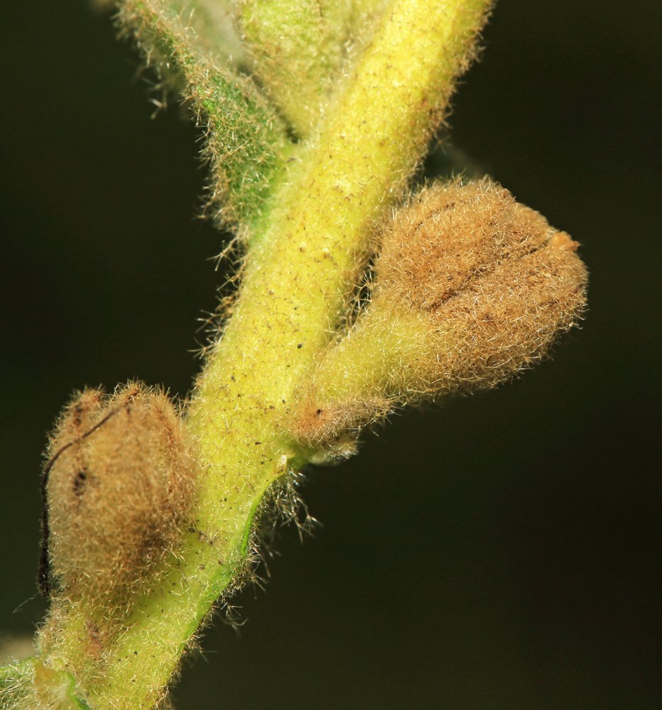 Изображение особи Verbascum densiflorum.