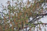 genus Betula. Ветви с соцветиями. Бутан, дзонгхаг Тхимпху, национальный парк \"Jigme Dorji\". 02.05.2019.