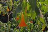 genus Brugmansia. Цветки и листья. Китай, провинции Юньнань, р-н Сишуанбаньна, национальный парк \"Xishuangbanna Wild Elephant Valley\" (\"Долина диких слонов\"). 03.03.2017.