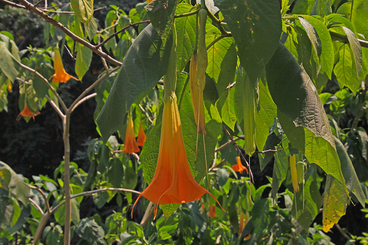 Image of genus Brugmansia specimen.