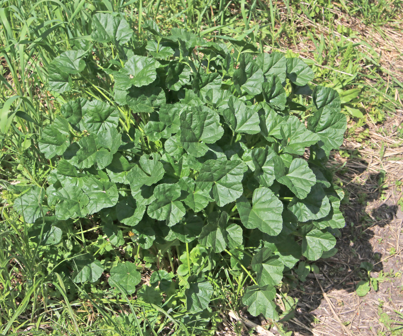 Image of Malva thuringiaca specimen.