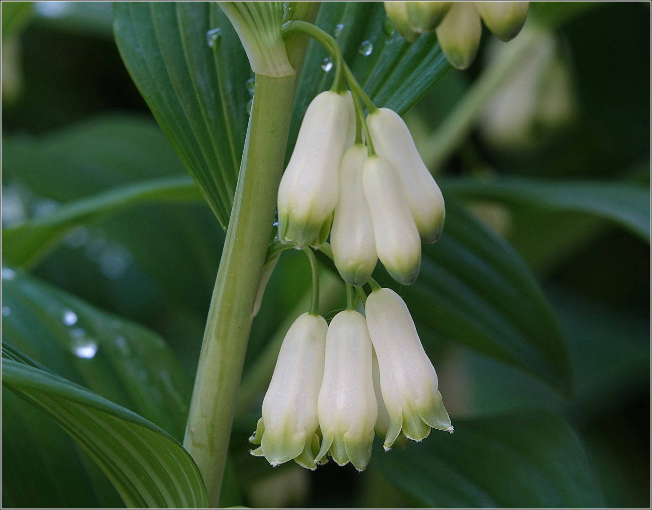 Image of Polygonatum multiflorum specimen.