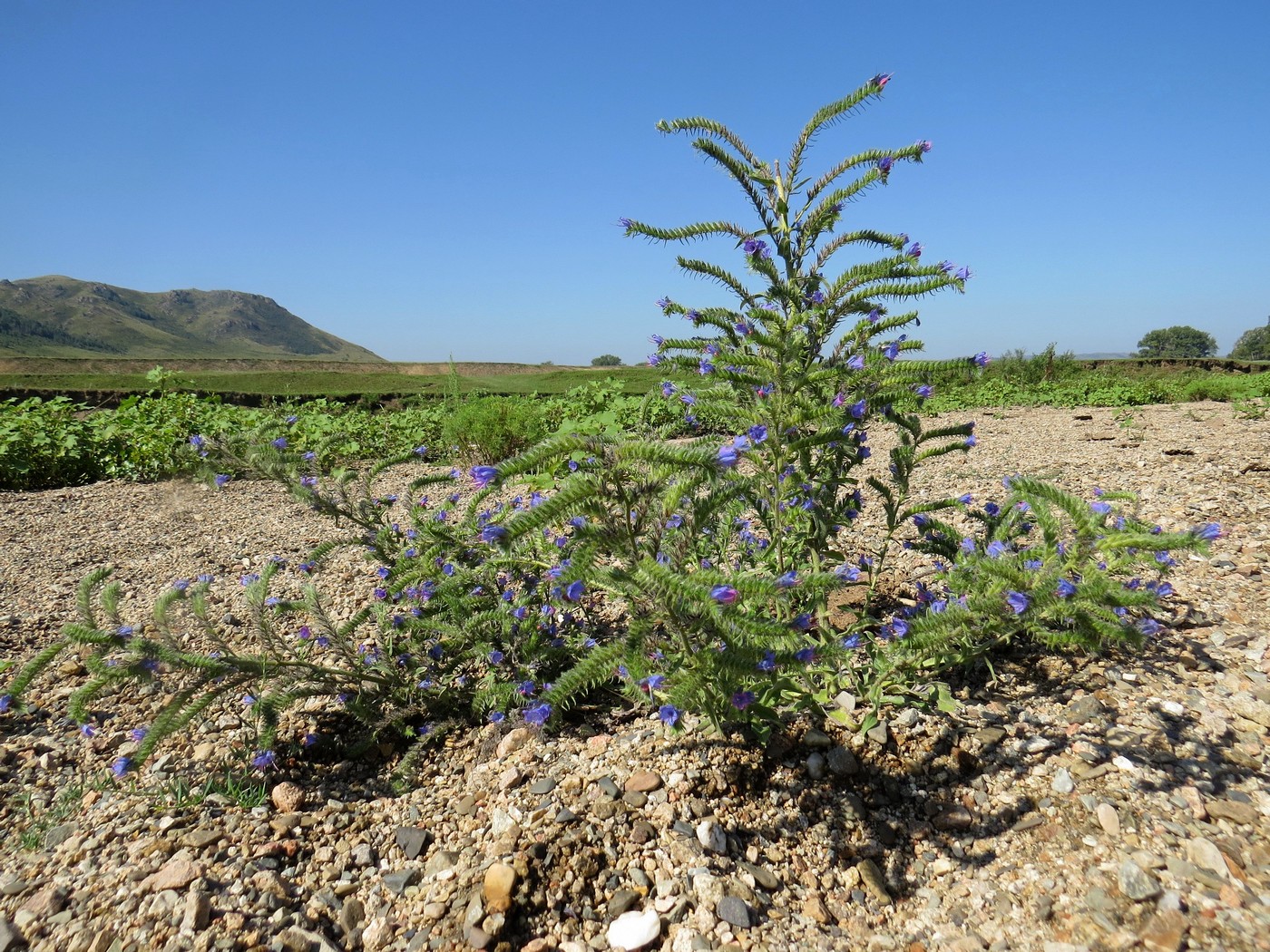 Image of Echium vulgare specimen.