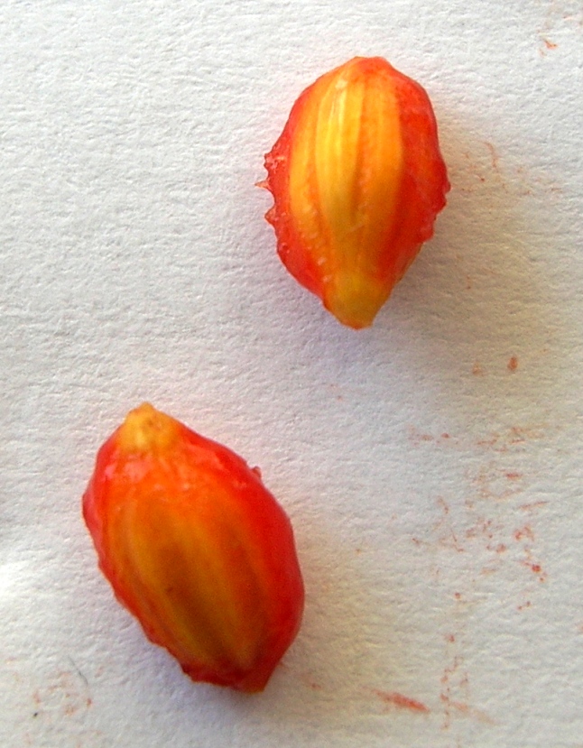 Image of Elaeagnus umbellata specimen.