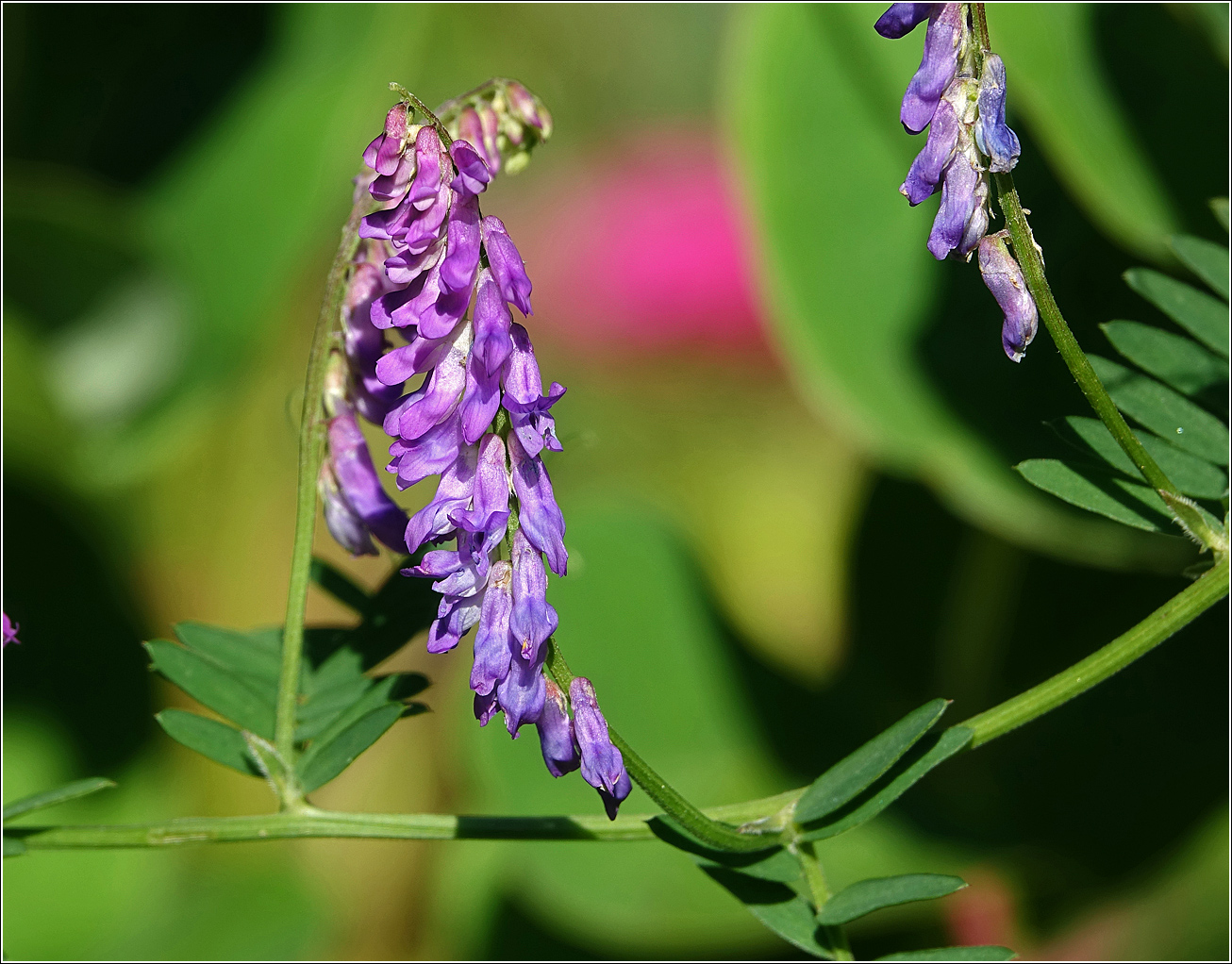 Image of Vicia cracca specimen.