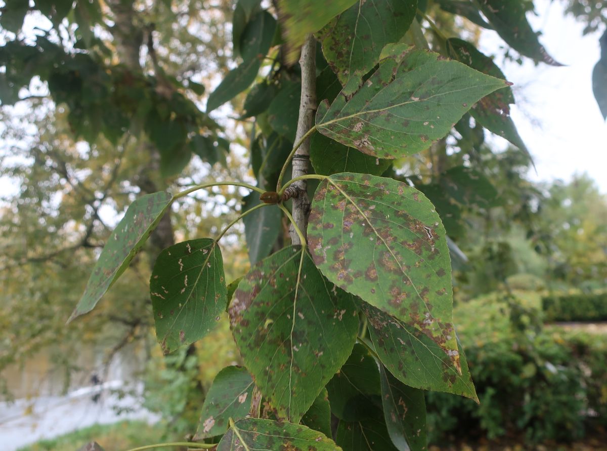 Изображение особи Populus &times; sibirica.