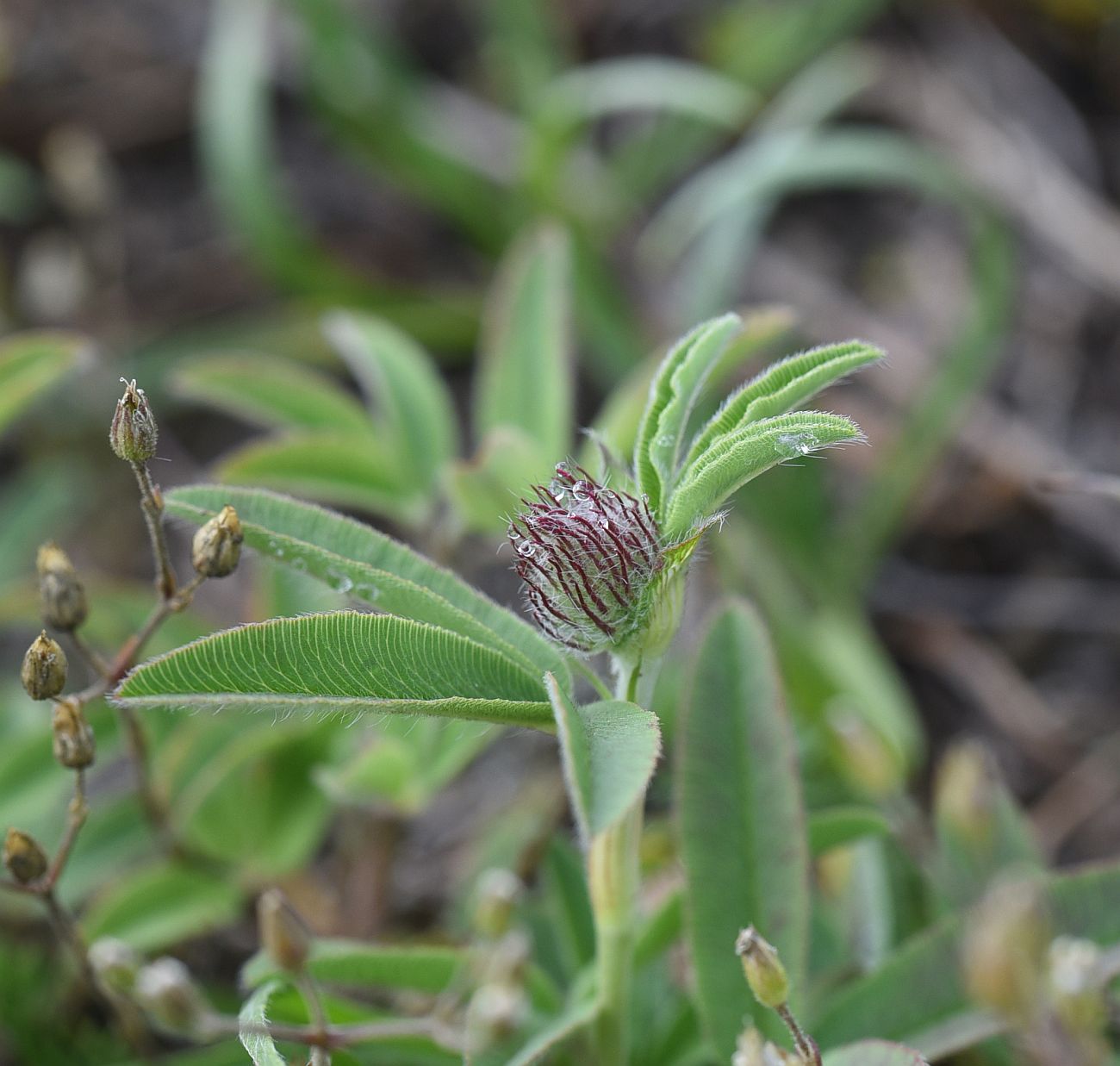 Изображение особи род Trifolium.