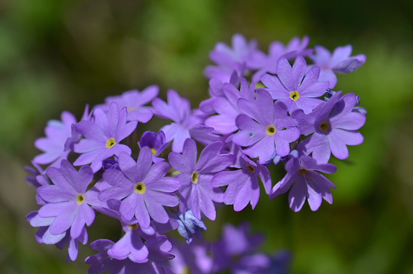 Изображение особи Primula algida.