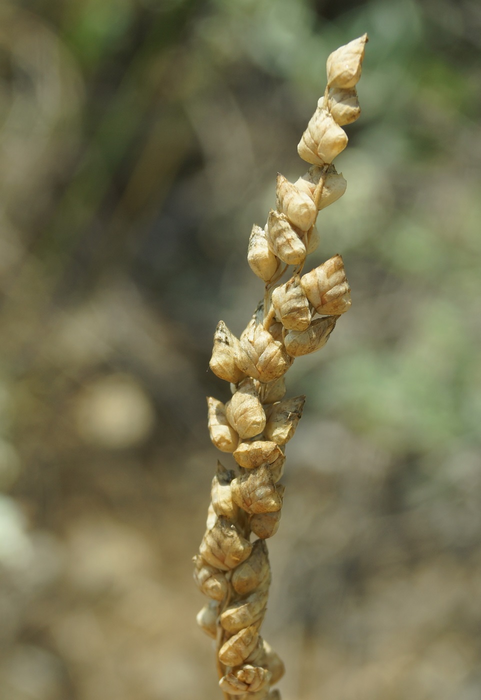 Изображение особи Brizochloa humilis.