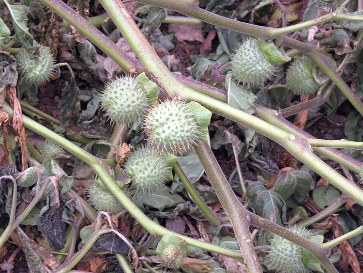 Image of Datura innoxia specimen.