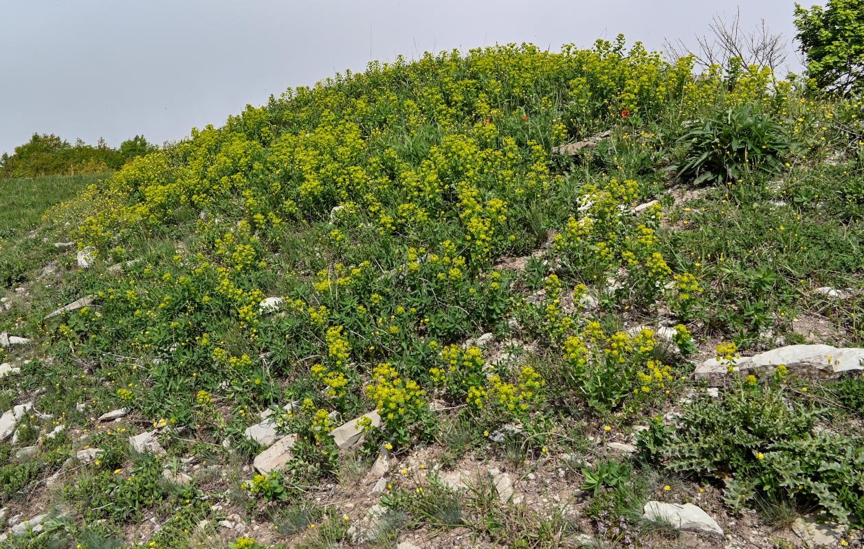 Image of Euphorbia iberica specimen.