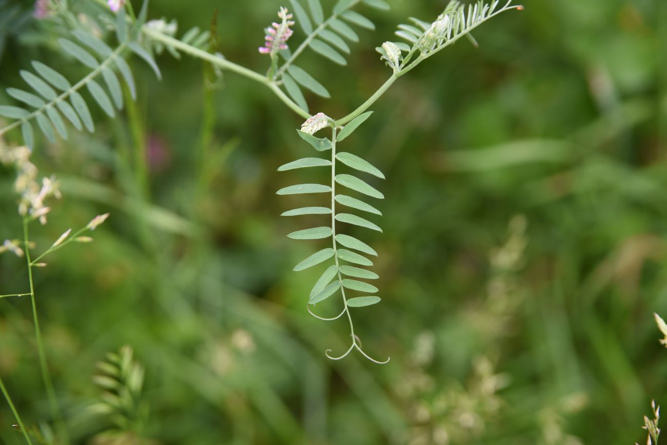 Изображение особи род Vicia.