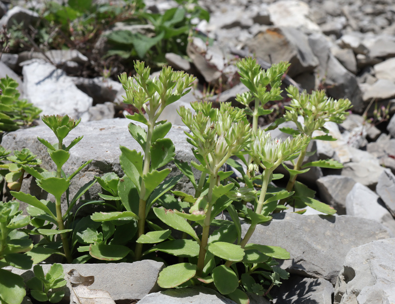 Image of Sedum oppositifolium specimen.