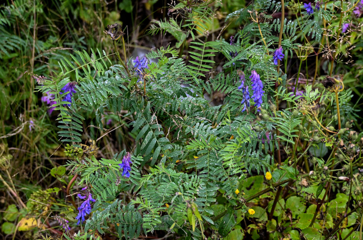 Image of Vicia cracca specimen.